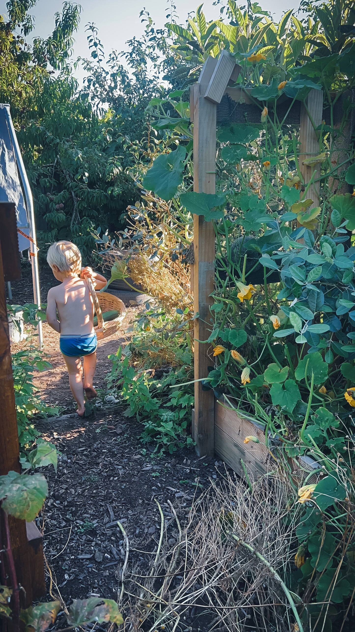 Urban Food Forest Garden Tour