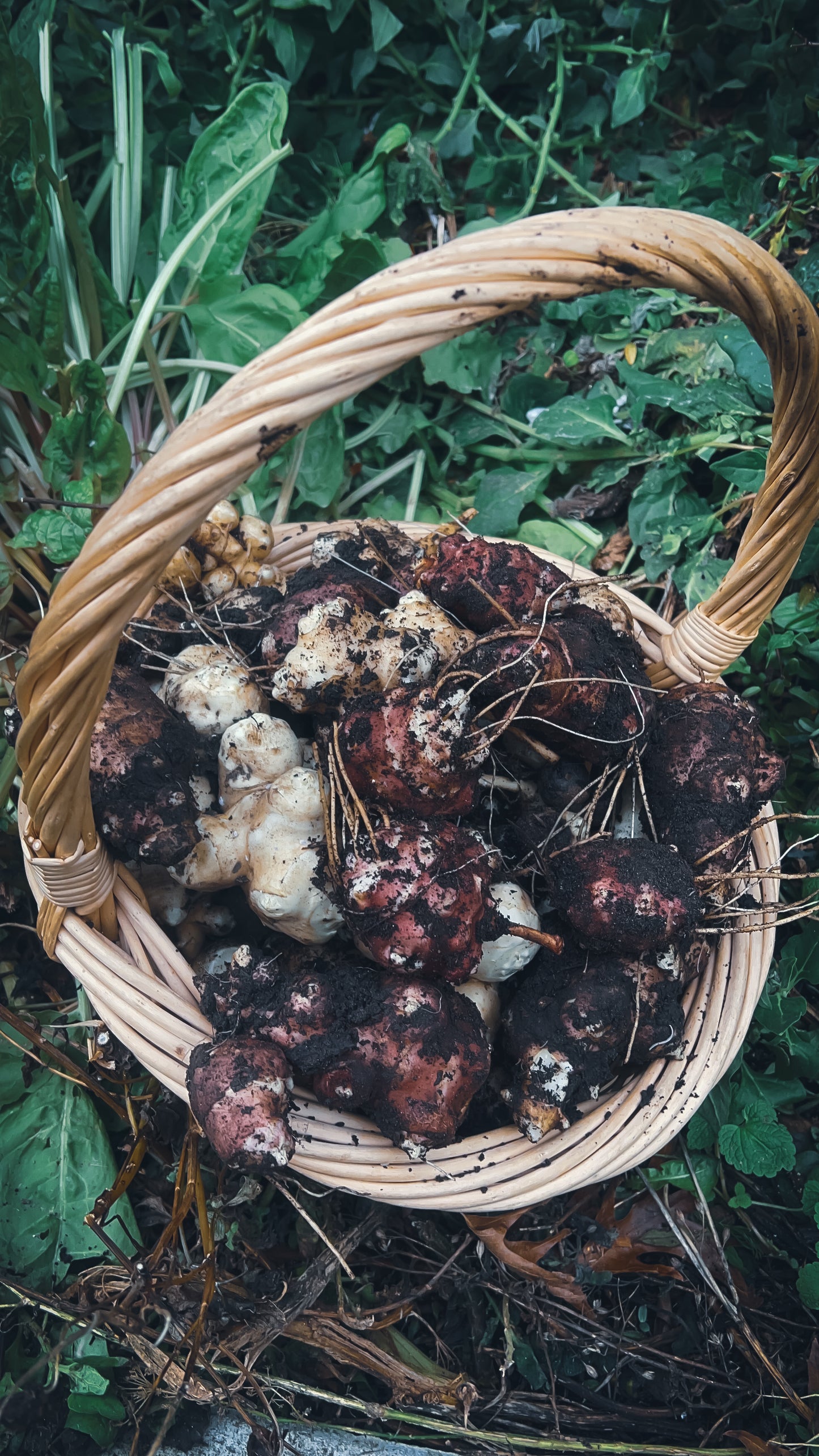 Urban Food Forest Garden Tour