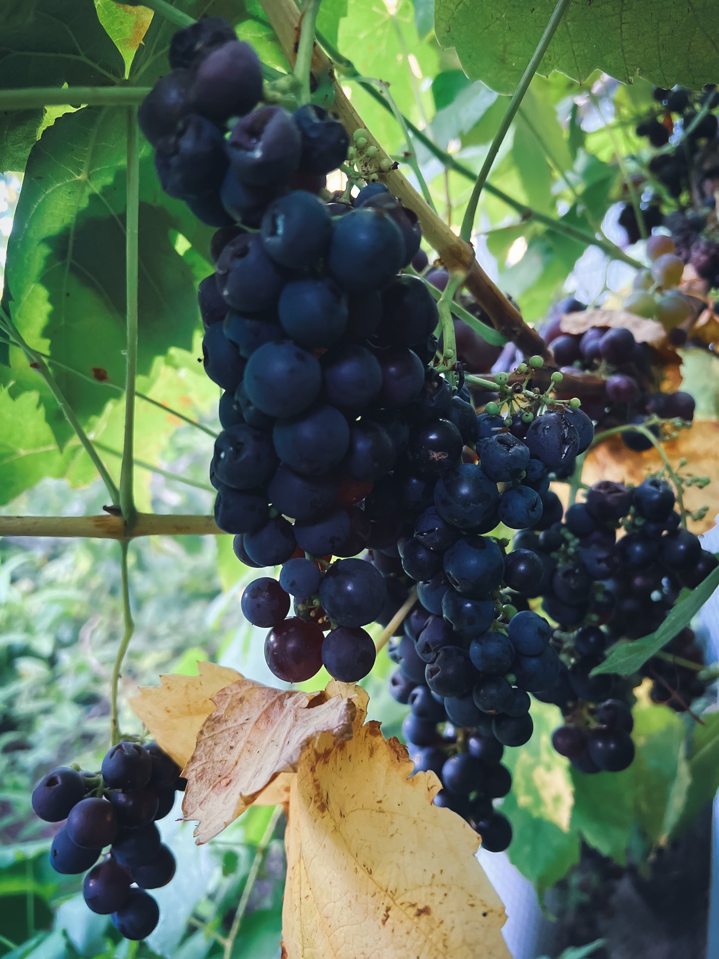 Urban Food Forest Garden Tour