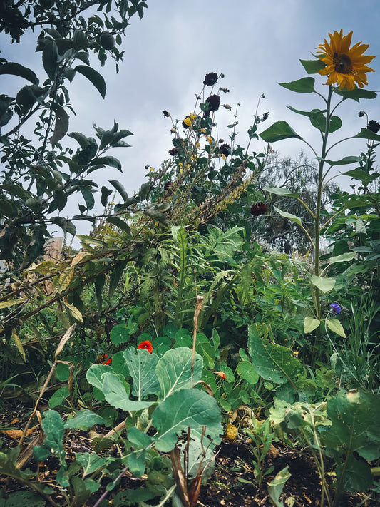 Urban Food Forest Garden Tour (Video Download)